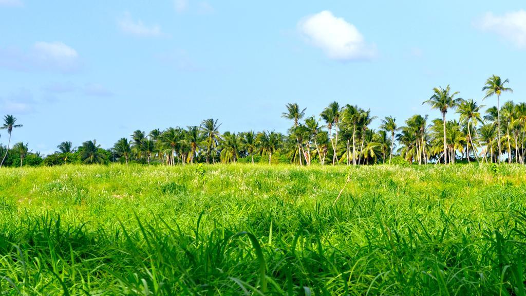 Konukevi Thoddoo, Maldives 3*