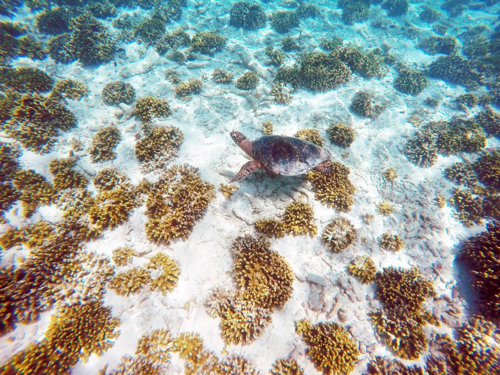 Guest house Thoddoo, Maldives Thoddoo